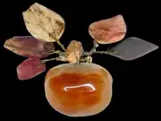 Alabaster Persimmon