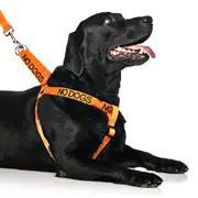 NO DOGS - L/XL adjustable Strap Harness
