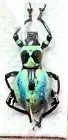 1 A-1 Pacyrryhynchus sp 17mm Female Weevil
