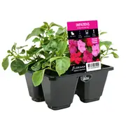 4 Cell Impatiens Tickle Me Pink - Impatiens walleriana