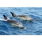 Save 5.69%! Lisbon Dolphin Watching with a Marine Biologist in a Small Group