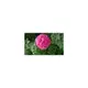 奧圖玫瑰純露 大馬士革玫瑰 產地保加利亞【安心精油 ALYSA】有官方認證的 奧圖玫瑰純露 100ml 數量有限