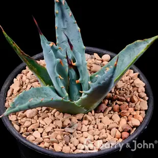 ｜妖炎｜龍舌蘭｜Agave utahensis var. nevadensis｜