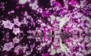 東京豐洲 teamLab Planets TOKYO 展覽門票