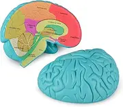 Skillssist Cross-Section Human Brain Model, 2-Piece Foam Anatomy Model for Kids, Ideal for Learning Human Anatomy and Science