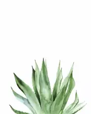 Agave I by Ann Solo Art Print Poster 14" x 11" 2891