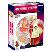 4D Master Bitz Human Science Anatomy Series HEAD Model 14 pieces Skeleton