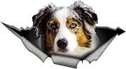 Sticker Torn Australian Shepherd Metal Bumper Decal Funny Car Stickers Window Trunk Animal 3D Car Styling 13X7CM