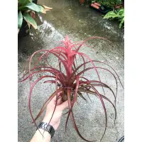 在飛比找蝦皮購物優惠-漫活雨林 Tillandsia Love Knot 愛結 /