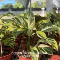 在飛比找蝦皮購物優惠-沅鈺農場    觀葉植物   大理石竹芋（現場採購須先告知）