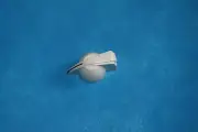Fender Chicken Head Amplifier Knob in White, Sold Each, MPN 0073688049