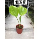 霏霏園藝假玉簪5-6吋盆特價一棵500元。開白色。整年開。非常好照顧。2-5天澆水一次