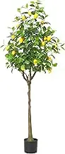 Lemon Tree 150CM - Not Specified PLT1185