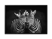 Two Zebras bl;ack & white Photogrpahy Framed Print Fine Art Poster Print