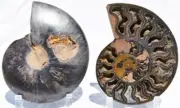 Large Ammonite Pair Deep Crystal Cavity 110myo Fossil 178mm XXLG 7.1" 2955yy
