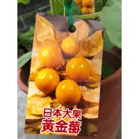 在飛比找蝦皮購物優惠-日本．黃金莓/大果燈籠果⋯/5/6吋～食用果樹