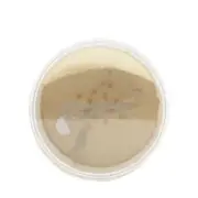 DermaQuest DermaMinerals Buildable Coverage Loose Mineral Powder SPF 20 - # 3W 1