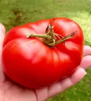 Tomato seeds 150 tomato Millionaire seeds,organic rare seeds-912