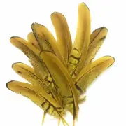 Under 6" Reeves Pheasant Tail Feather x 10 pcs - Yellow