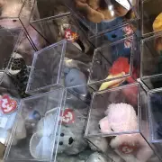 Ty Beanie Babies in Medium Size Box All In Cases With Tags An Description Ribbon