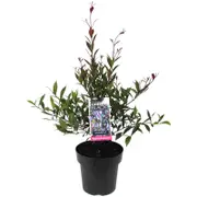 180mm Lilly Pilly - Acmena smithii 'Cherry Black'