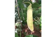 PEA 'Golden Podded' *ORGANIC* seeds