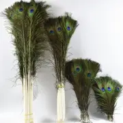 Wedding Flower Real Peacock Feather Decoration Props Holiday Uses Green 50 Pcs