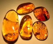 5 Dominican Amber Fossils with Insects Barklouse Chironomid Beetle Moth Fly Leaf