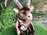 Charlie Bears Ramble (2) (Pyrean Ibex) The Bearhouse Collection - BEAR SHOP