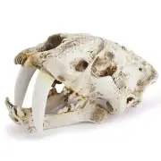 Reptile Fish Tank Saber Tooth Tiger Skull Hide Ornament Aquarium Decoration