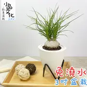 【小品文化】酒瓶蘭【現貨】3吋蛋型免澆水盆栽 懶人盆栽 觀葉植物 陽台植物 自動吸水 創意花盆 居家辦公盆花