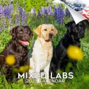 Labrador Retriever Mixed Labs Wall Calendar 2025 Animal DOG PET Lover Gift