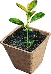 Organic Peat Pots | Small Seedling Peat Pots | Flower Germination Starter, Lawn Potting, Gardening Accessories for All Vegetable Germination