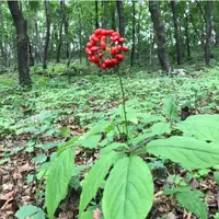 在飛比找蝦皮購物優惠-💕花大媽💕【藤三七種子】四季種植攀藤 庭院種植 植物觀賞可食