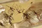 SWARM of 10 INSECTS Gnats & Ants Fossil Genuine BALTIC AMBER + HQ Pic 231004