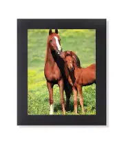 Horse Mare and Colt in Grass Western Cowboy Photo Wall Picture Black Framed