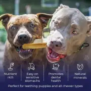 Himalayan Yak Dog Chews Milk Cheese-Natural Bone Jumbo - 2 Pcs Dog Treats