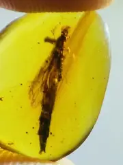 Lymexylidae Fleming burmite Cretaceous Amber fossil dinosaurs era