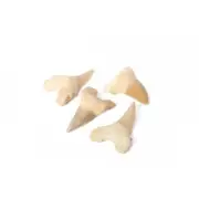 Sacred Essence Otodus Tooth 5cm – Large Fossilized Shark Tooth