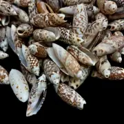 Small Gibbosa Olive Shells For Crafts Art Decor Natural Sea Shell 1/2 Pound