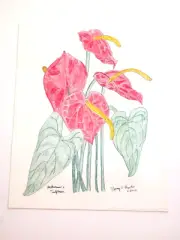 Original Watercolor Pencil Drawing Anthurium Tailflower 15x11 Unframed