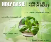 TULSI TULASI INDIAN HOLY BASIL POWDER Untreated Organic 50gm-