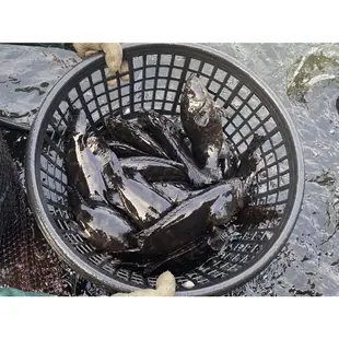 【華得水產】特大青斑石斑魚1尾(500-600g/尾)