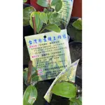 台灣原生種土肉桂｜ODOURBARK CINNAMOMUM 🌿植悟誌 4.5吋黑膠盆 植株