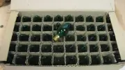 Vintage Christmas Transparent Green C7 Light Bulbs New Old Stock E12