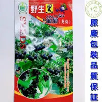 在飛比找蝦皮購物優惠-【原包裝正品】包對版包發芽  龍葵籽種子 黑悠悠黝黝水果龍葵