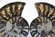 Large Black Ammonite Pair Crystals 110myo Dinosaur age Fossil 165mm 6.5" 9571bb