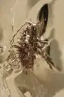Rare SPINY APHID Aphidoidea Fossil Genuine BALTIC AMBER + HQ Pic 220216
