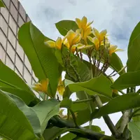 在飛比找蝦皮購物優惠-頂樓花園 景觀植物 雞蛋花 大花黃金香水 高約35公分