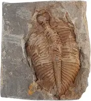 MUCKLILY Paleontology Trilobite Specimen Collection Authentic Ancient Teaching Model for Detailed Natural Decor Present for Enthusiasts